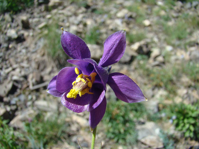 Image of genus Aquilegia specimen.