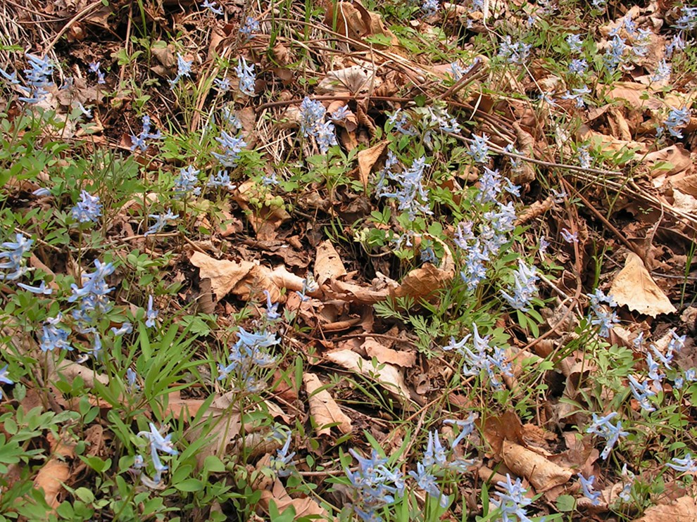 Image of Corydalis ambigua var. pectinata specimen.