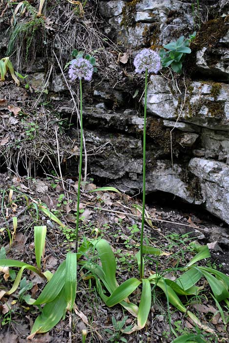 Image of Allium grande specimen.