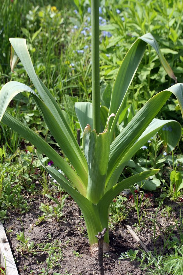 Изображение особи Allium stipitatum.