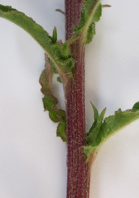 Image of Campanula sibirica specimen.