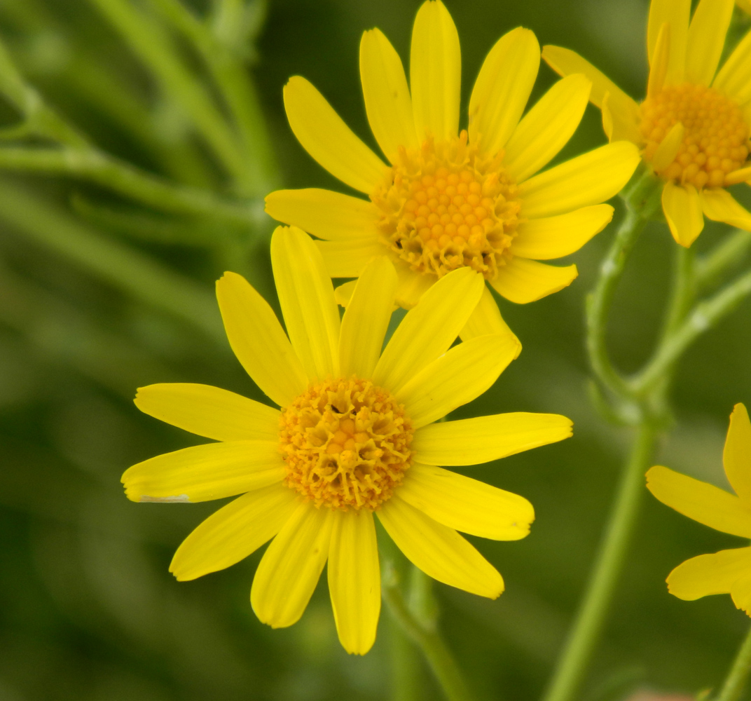 Image of Senecio jacobaea specimen.