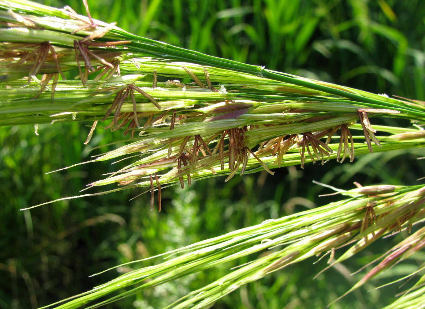 Image of Zizania latifolia specimen.