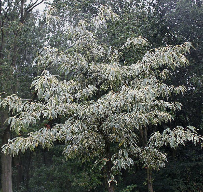 Изображение особи Castanea sativa.