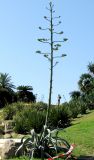 Agave americana