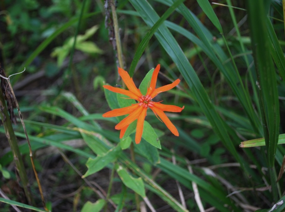 Image of Lychnis fulgens specimen.