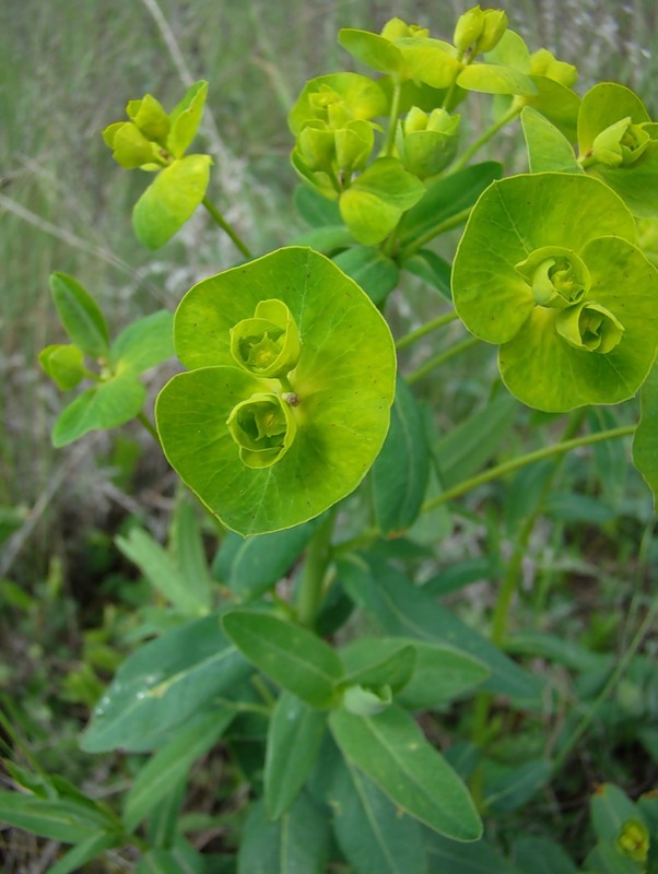 Image of Euphorbia iberica specimen.