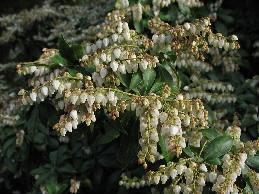 Изображение особи Pieris japonica.