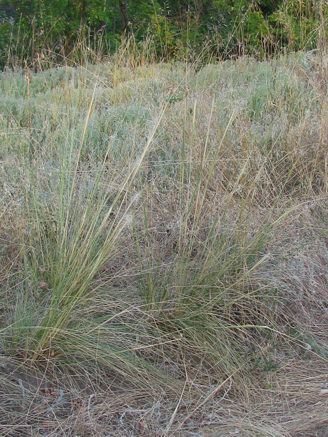 Image of Stipa capillata specimen.