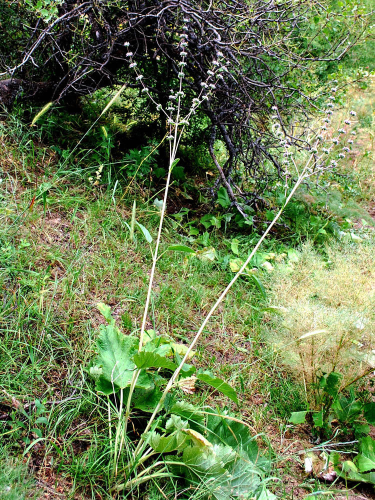 Image of Phlomoides brachystegia specimen.