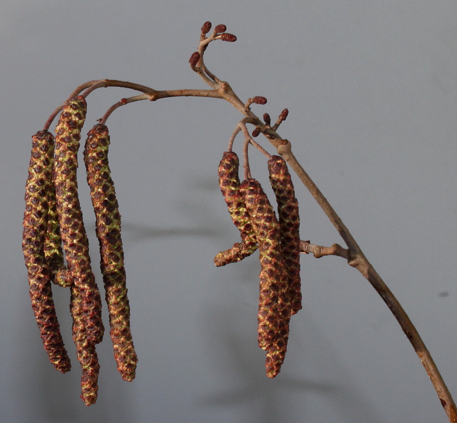 Image of Alnus glutinosa specimen.