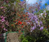 Wisteria sinensis