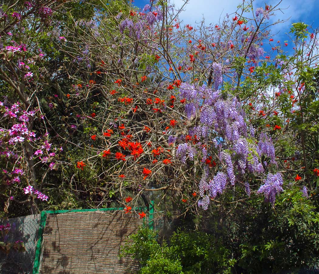 Image of Wisteria sinensis specimen.