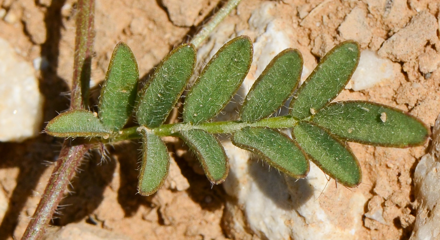 Image of Astragalus callichrous specimen.