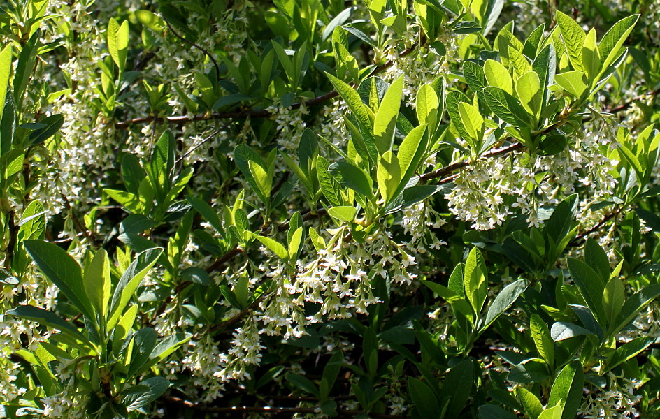 Image of Oemleria cerasiformis specimen.