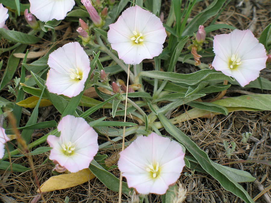 Изображение особи Convolvulus lineatus.