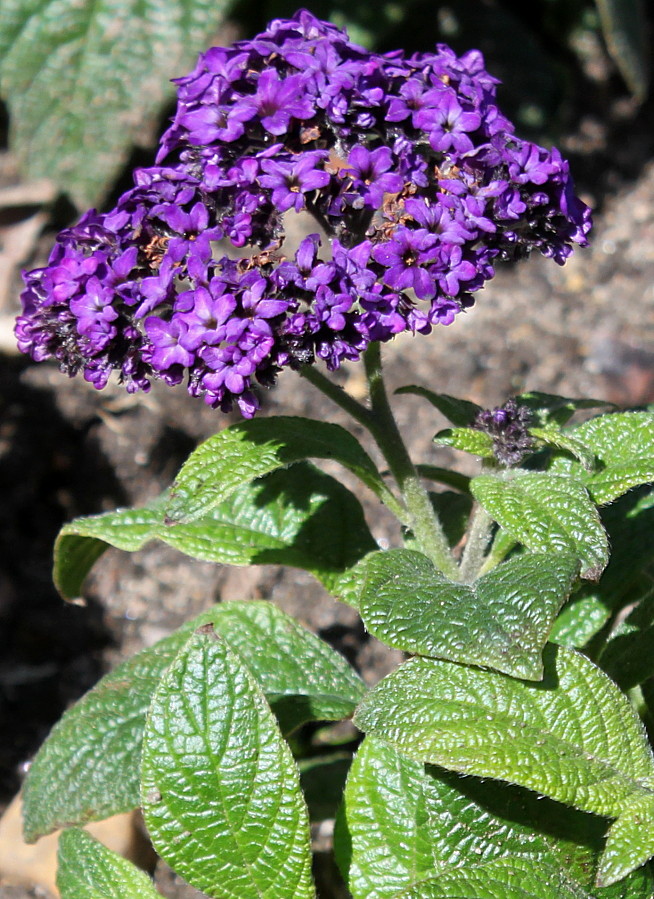 Image of Heliotropium arborescens specimen.