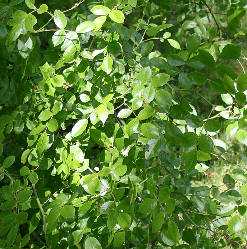 Image of Rosa setipoda specimen.