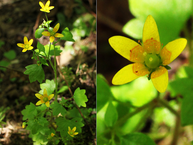 Image of Saxifraga cymbalaria specimen.