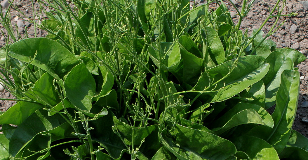 Image of Limonium coriarium specimen.