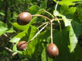 Sorbus torminalis. Верхушка побега с соплодием. Краснодарский край, м/о Анапа, окр. с. Сукко, можжевеловое редколесье близ оз. Сукко. 04.08.2013.