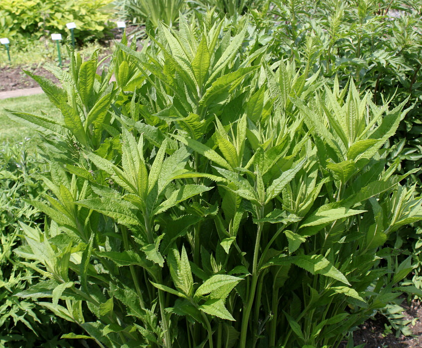 Image of Vernonia arkansana specimen.