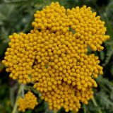 Achillea filipendulina. Сложное соцветие. Германия, г. Krefeld, Ботанический сад. 25.07.2013.