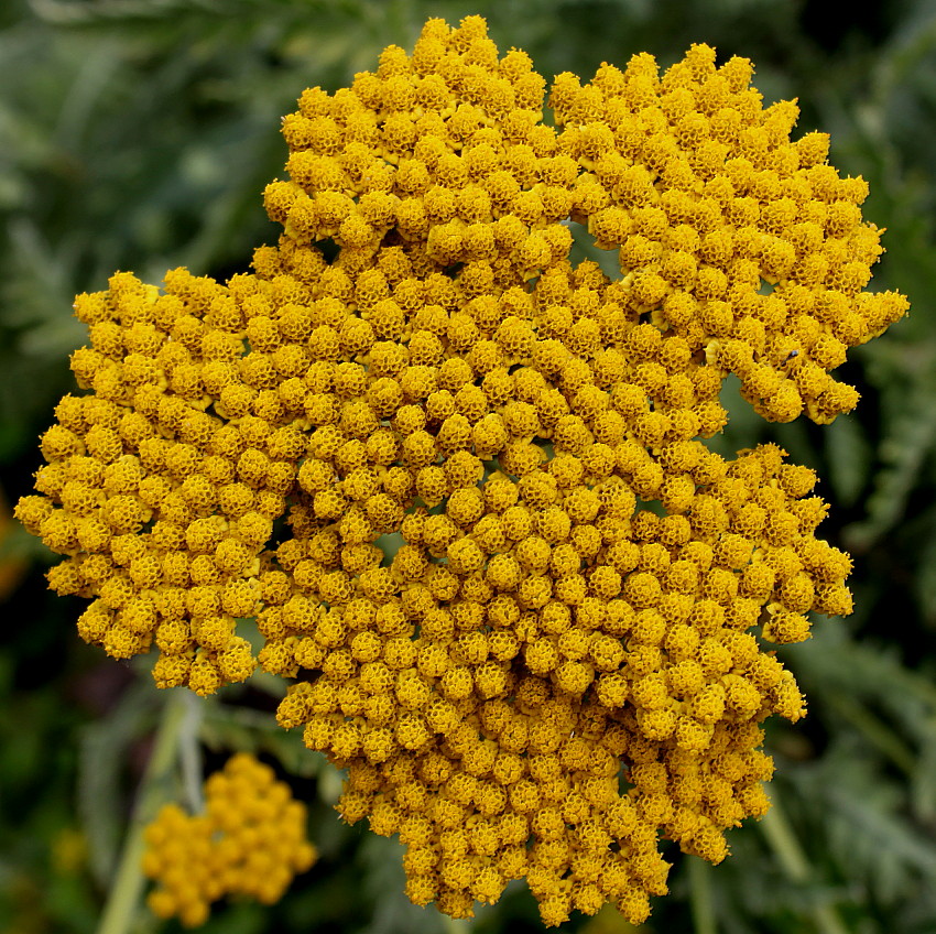 Изображение особи Achillea filipendulina.