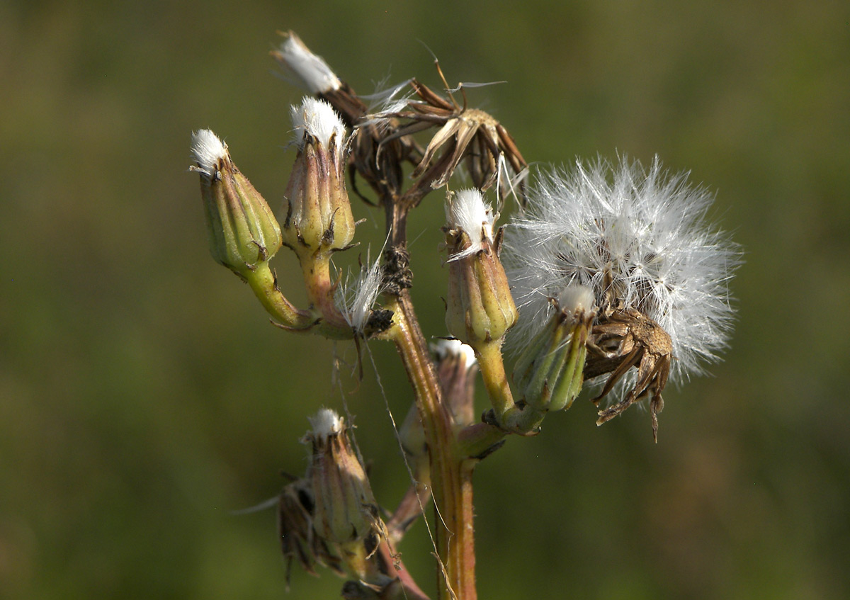 Изображение особи Crepis pannonica.