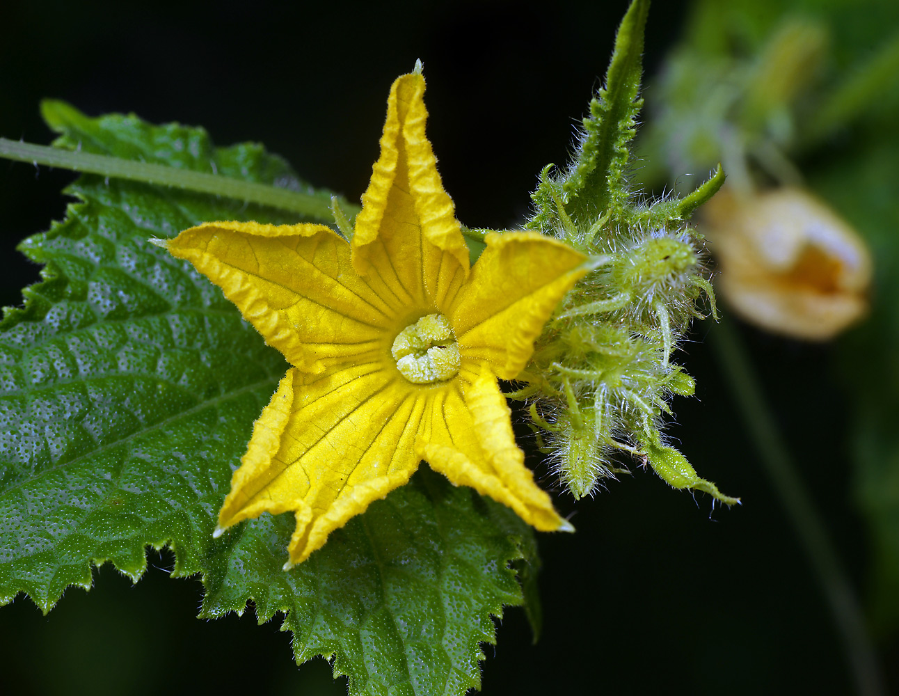 Изображение особи Cucumis sativus.