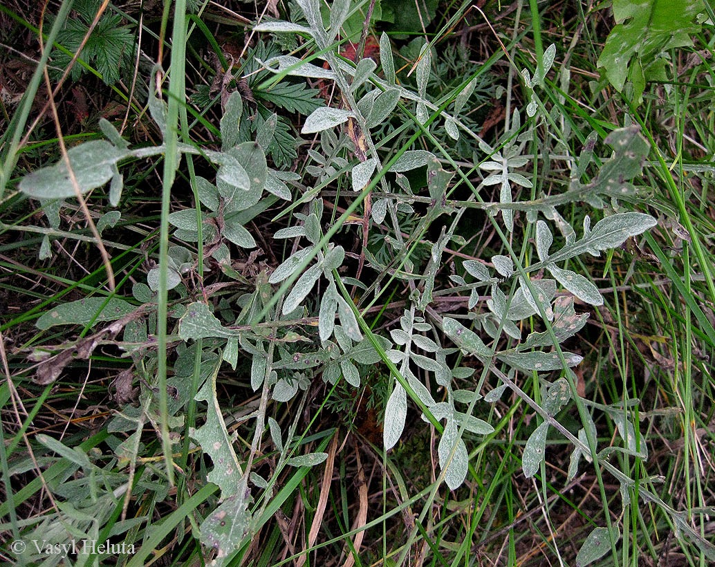 Image of Centaurea stoebe specimen.