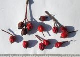 Sorbus caucasica