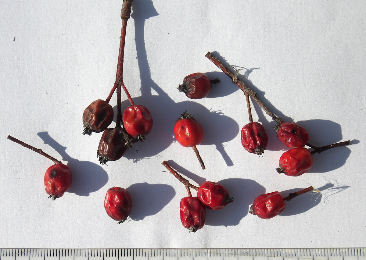 Image of Sorbus caucasica specimen.