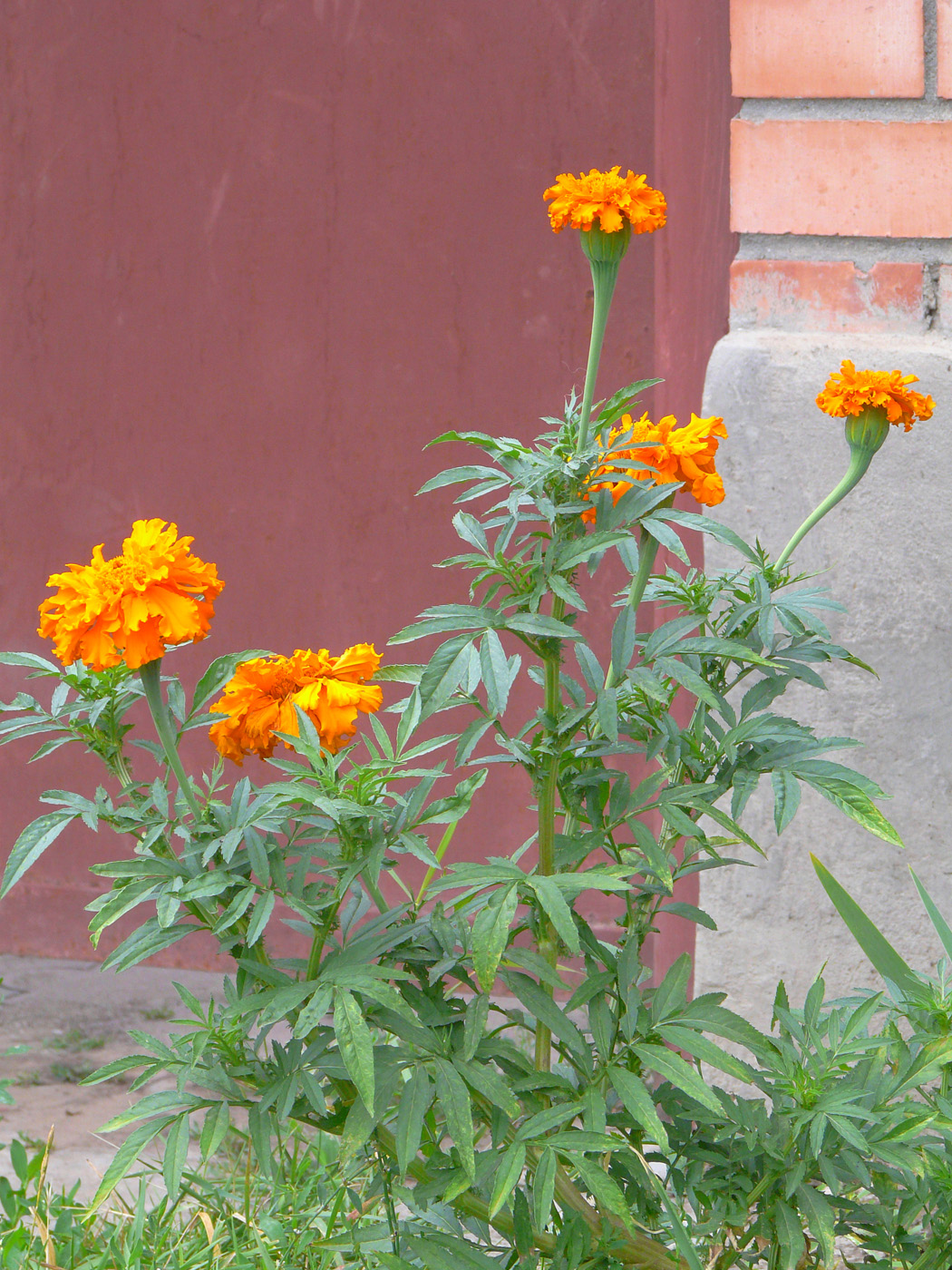 Image of Tagetes erecta specimen.