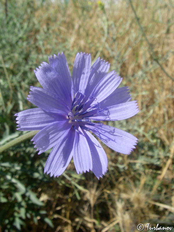 Image of Cichorium intybus specimen.