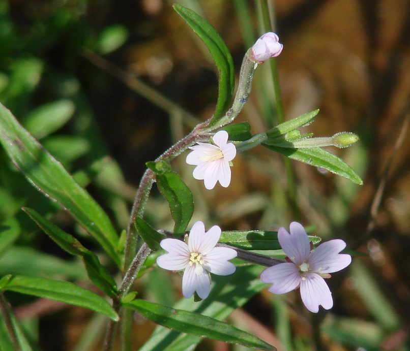 Изображение особи Epilobium palustre.