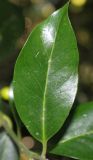 Ilex aquifolium. Лист ('Bacciflava'). Германия, г. Duisburg, Ботанический сад. 20.09.2013.