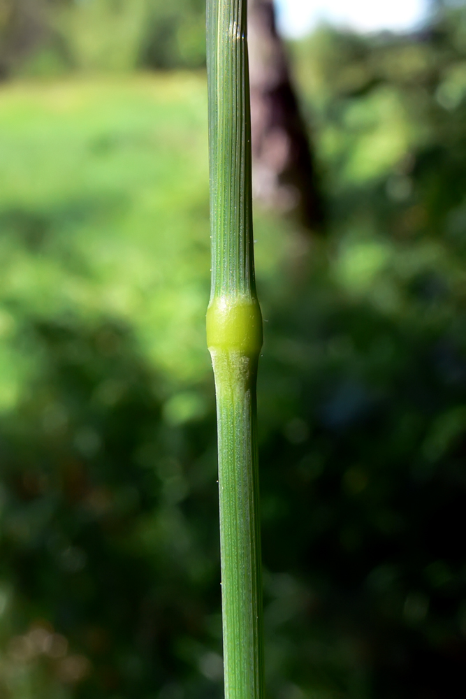 Image of Phleum pratense specimen.