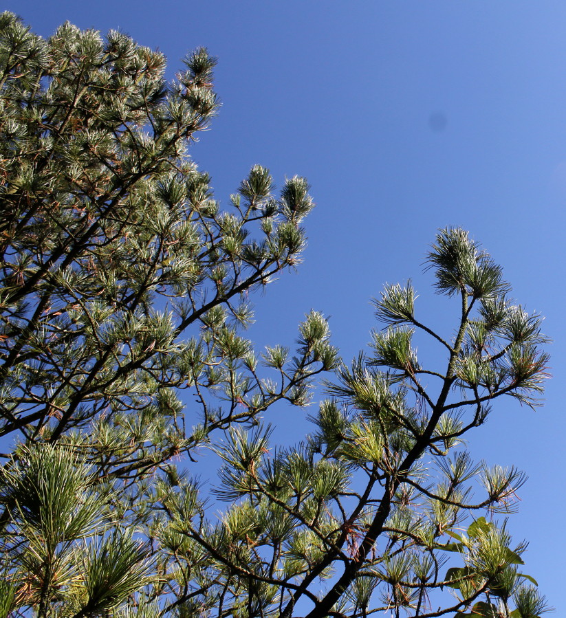 Image of Pinus cembra specimen.