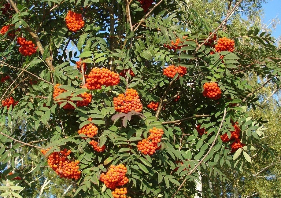 Изображение особи Sorbus sibirica.