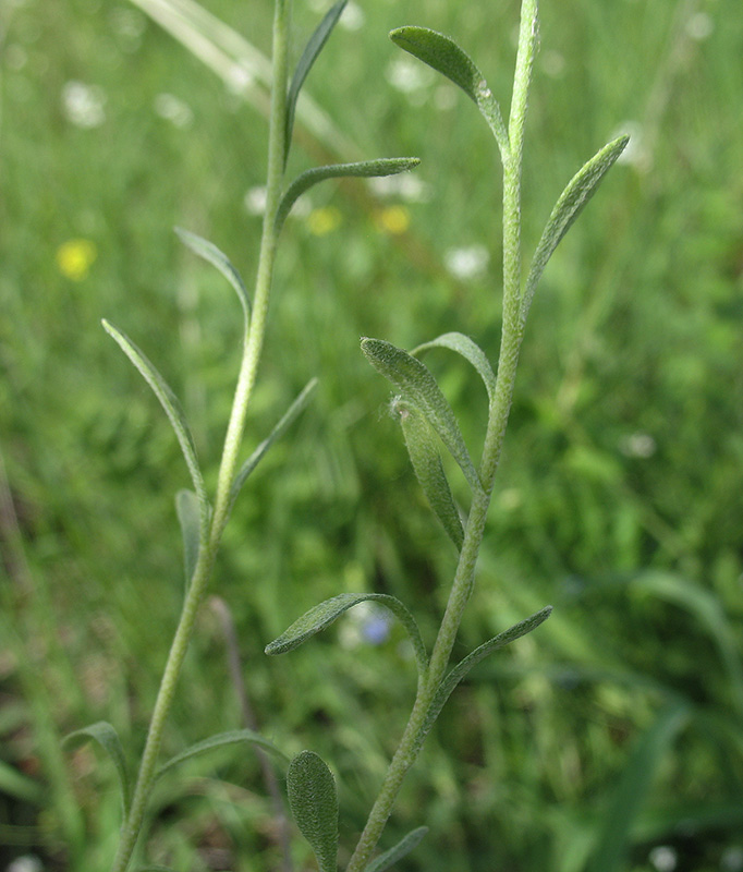 Image of Alyssum gmelinii specimen.