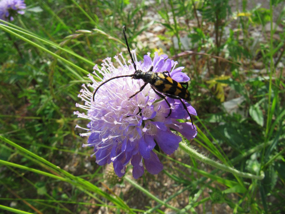 Image of Knautia arvensis specimen.