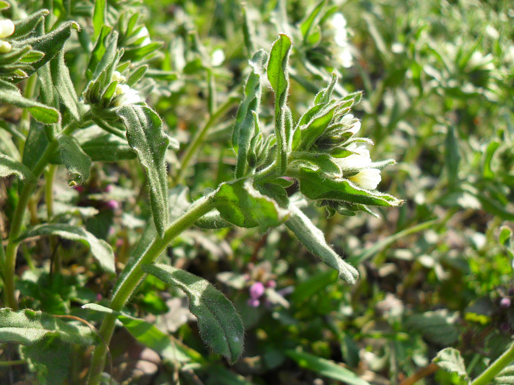 Image of Buglossoides rochelii specimen.