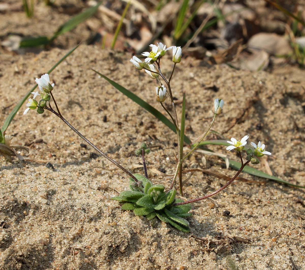 Image of Erophila verna specimen.