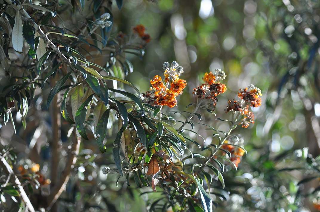 Image of Buddleja coriacea specimen.