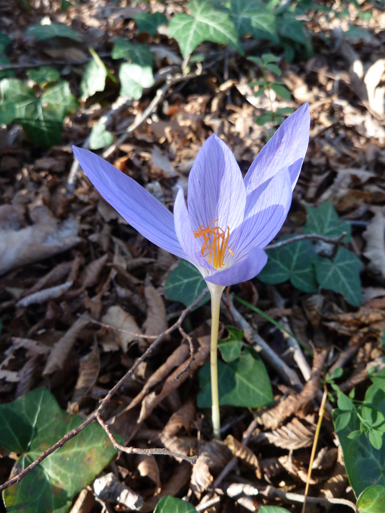 Image of Crocus speciosus specimen.