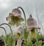 Pulsatilla