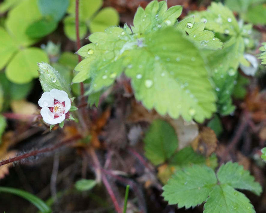 Image of Potentilla micrantha specimen.