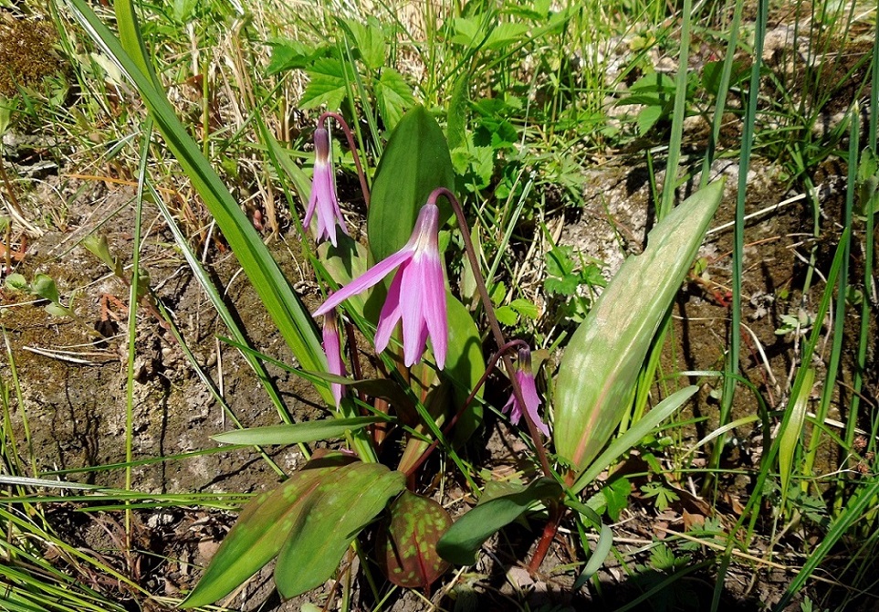 Image of Erythronium sibiricum specimen.