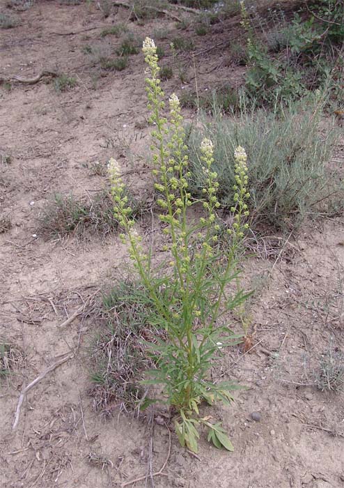 Изображение особи Reseda globulosa.